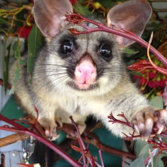 Troublemaker tenant: Brush-tail Possum